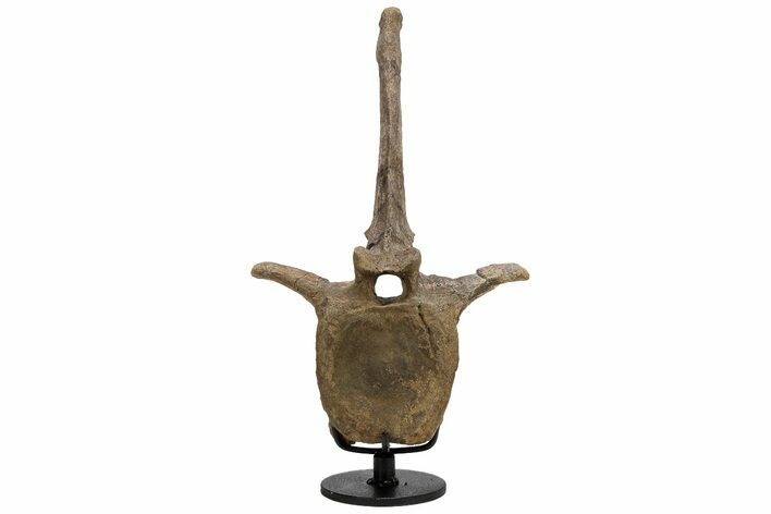 Hadrosaur (Edmontosaurus) Vertebra With Metal Stand - Wyoming #211080